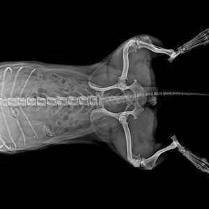 Vet DR 32kw Sistema de radiografía digital Pantalla táctil Máquina DE RAYOS X veterinaria para equipos de rayos X de animales para uso veterinario - Product Image 4