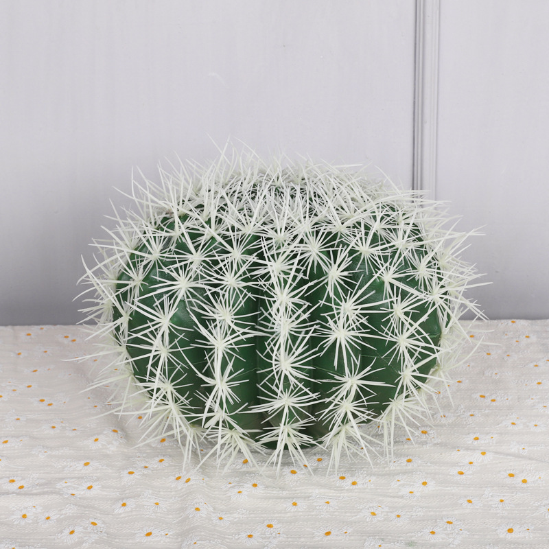 cactus diamètre 25cm