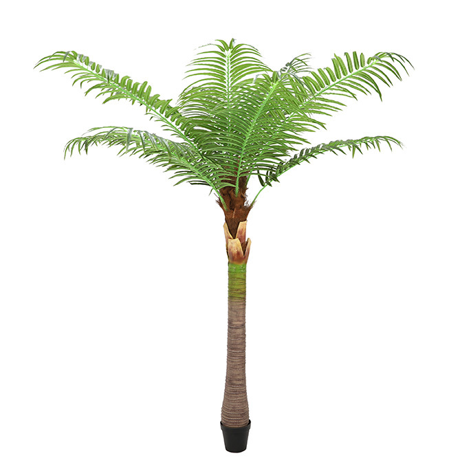 Cocotier 2,4 mètres - 12 feuilles