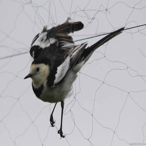 Vogelschutz netz Anti-Bird HDPE-Netz mit Kunststoff-und Nylon materialien geschnitten und geformt in Rollen verpackt