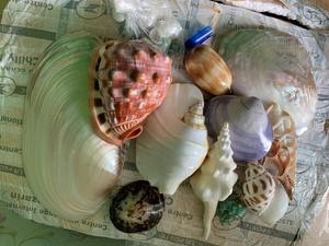 カタツムリ殻大/海殻手工芸品用カタツムリ殻バルク卸売0084817092069 WS - Product Image 4