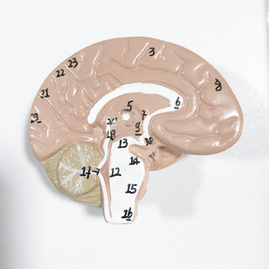 YA/N011แบบจำลองทางกายวิภาคของระบบประสาทมนุษย์แบบจำลองระบบประสาท - Product Image 3