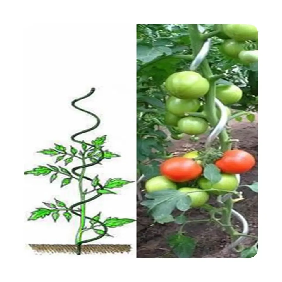 Nueva tendencia galvanizado tomate espiral varilla espiral patata espiral palitos de patata