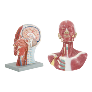 ADA a Model of <strong>Nerve</strong> with Blood Vessels Attached to the Midsagittal Section of the Head and Model of Head, Face, Neck Anatomy - Product Image 1