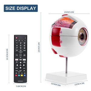 KyrenMed 6X genişlemiş insan gözü modeli göz anatomisi modeli göz küresi tabanı ile tıbbi öğretim için ayrılabilir göz anatomisi modeli - Product Image 5