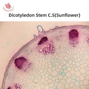 植物顕微鏡スライド生物学準備スライド植物学スライド高透明ガラス実験室使用 - Product Image 4