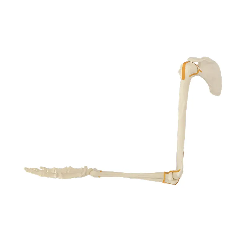 KyrenMed Model bahu dan lengan busa tulang gergaji dengan tangan Radius Ulna Scapula Humerus busa kortikal Shell ortopedi praktek