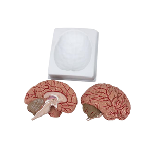 ADA sains medis Thalamus PVC arteri Model serebral 4 bagian Model anatomi otak untuk pembelajaran siswa ADA Model pembesar - Product Image 4