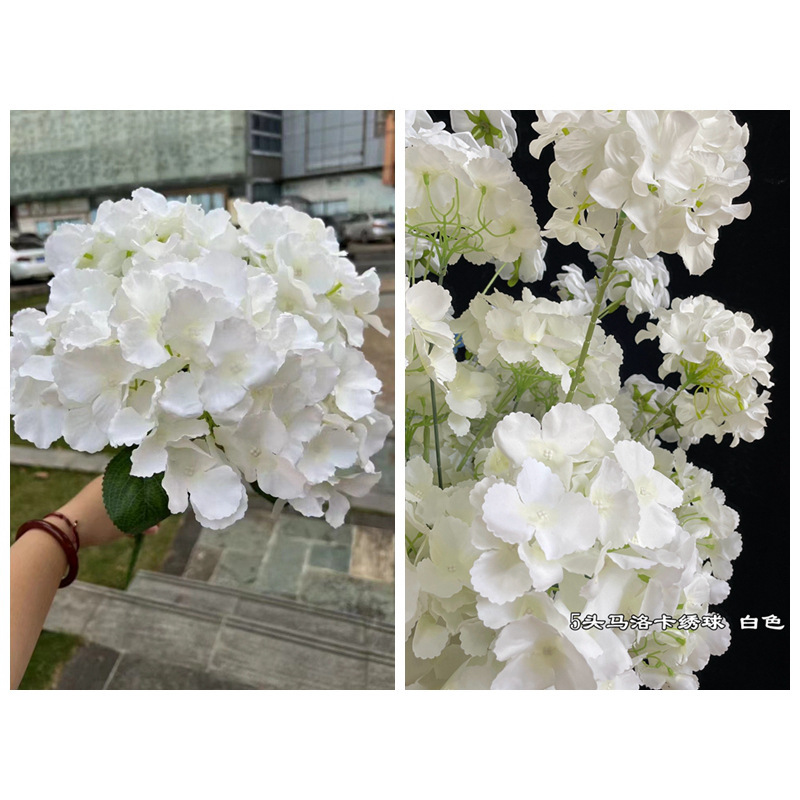 Hortensia Mallorca Blanca de 5 Cabezas