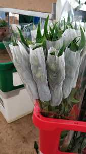 ดอกไม้พลาสติกดอกกุหลาบป้องกันการบรรจุสุทธิตาข่าย PP - Product Image 2