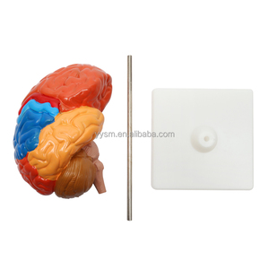 Insegnamento educativo scuola biologica Area funzionale colorata metà cervello umano modello medico attrezzature educative - Product Image 5