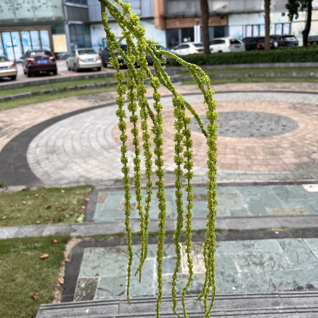 11 têtes de riz vert suspendues