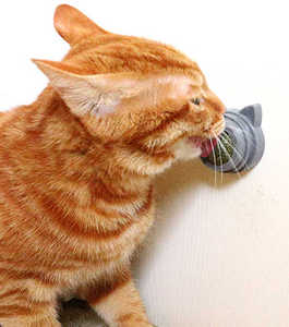 Producto para mascotas, juguete para gatos, Bola de hierba gatera, juguetes para gatos, piruleta, relajación, gato, juguete de hierba gatera - Product Image 6