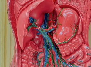 İnsan lenfatik sistem Organ modeli, bağışıklık sistemi anatomik öğretim tıbbi aracı 3D simülatörü - Product Image 3