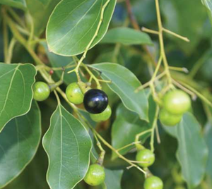 Cosmetic Grade 100% Pure Linalyl Acetate Natural Ex Ho Wood/Leaf <strong>Oil</strong> for Customization - Product Image 3