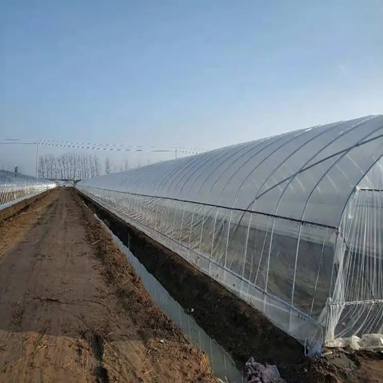 Serre bon marché pour cultiver des légumes dans la cour et serre structure en acier