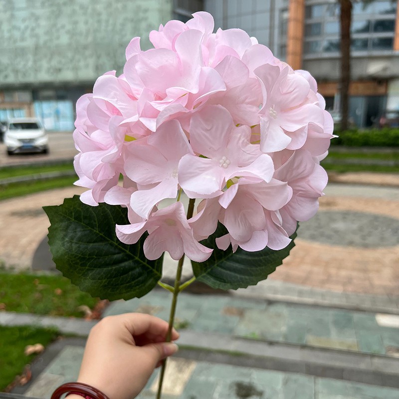 Hortensia#1