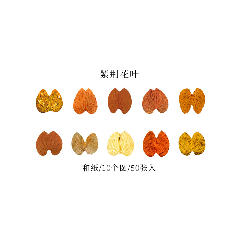 B zijinhua