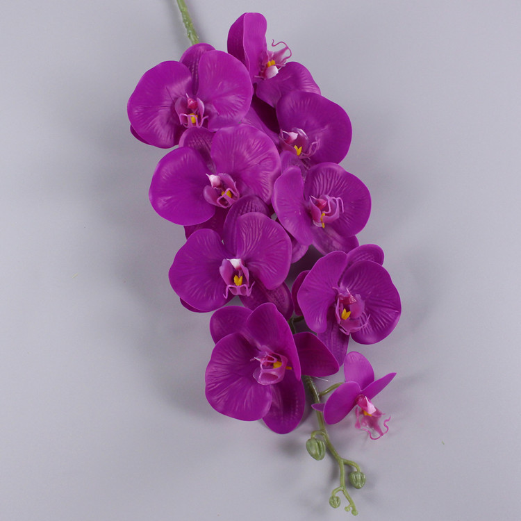 Violet foncé