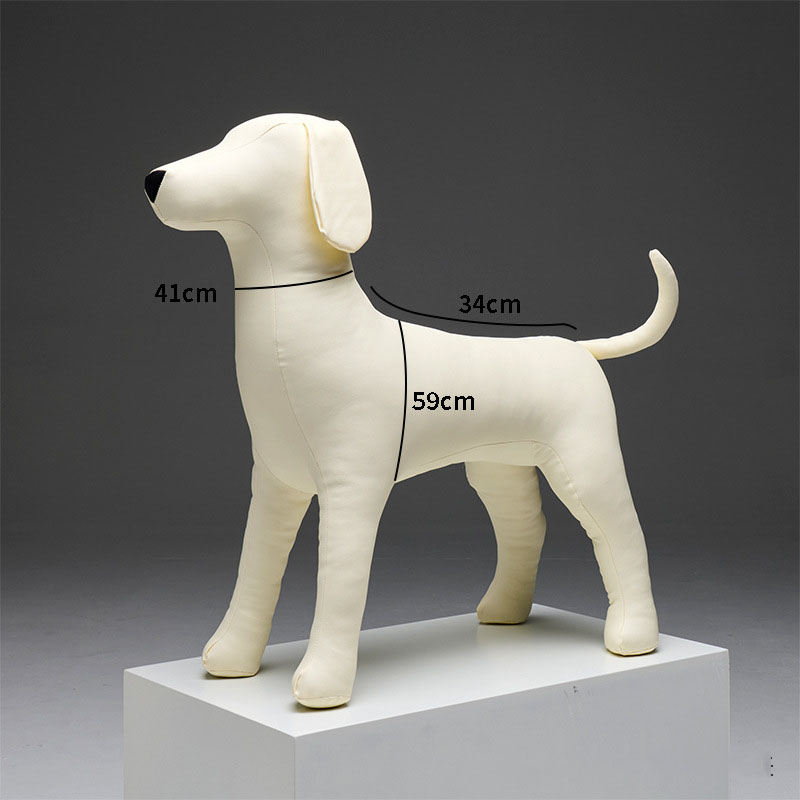 Labrador Retriever CZ blanc