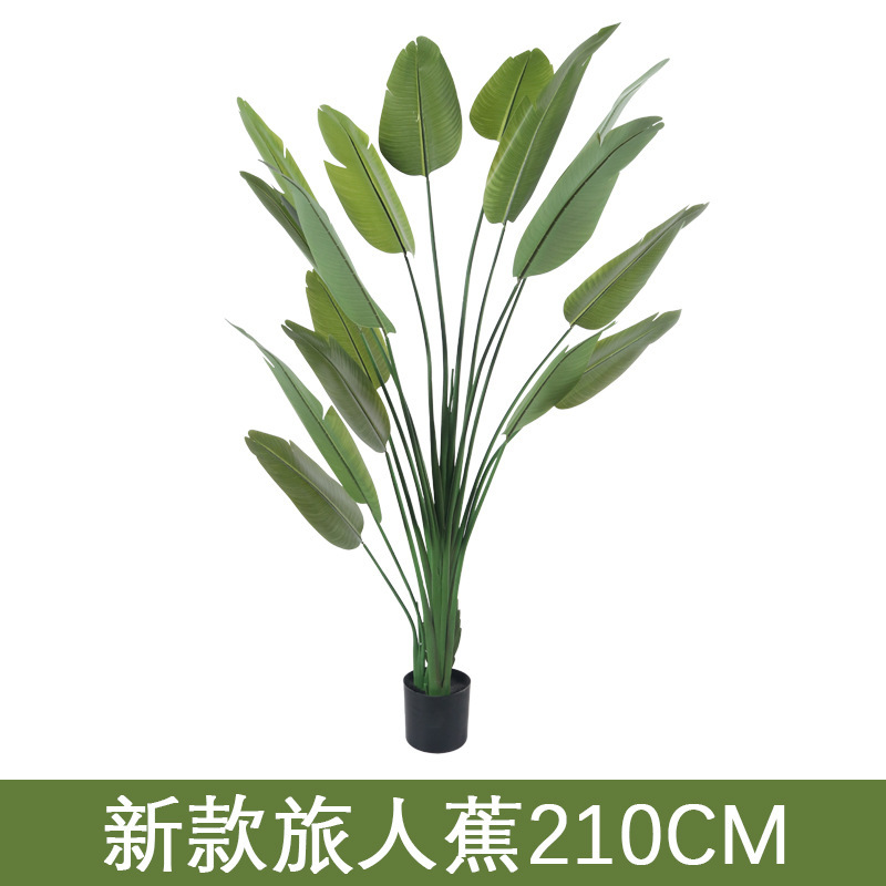 Travelers palm 210cm