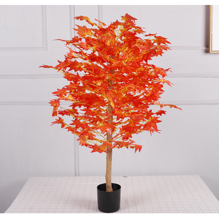 1m Maple Tree