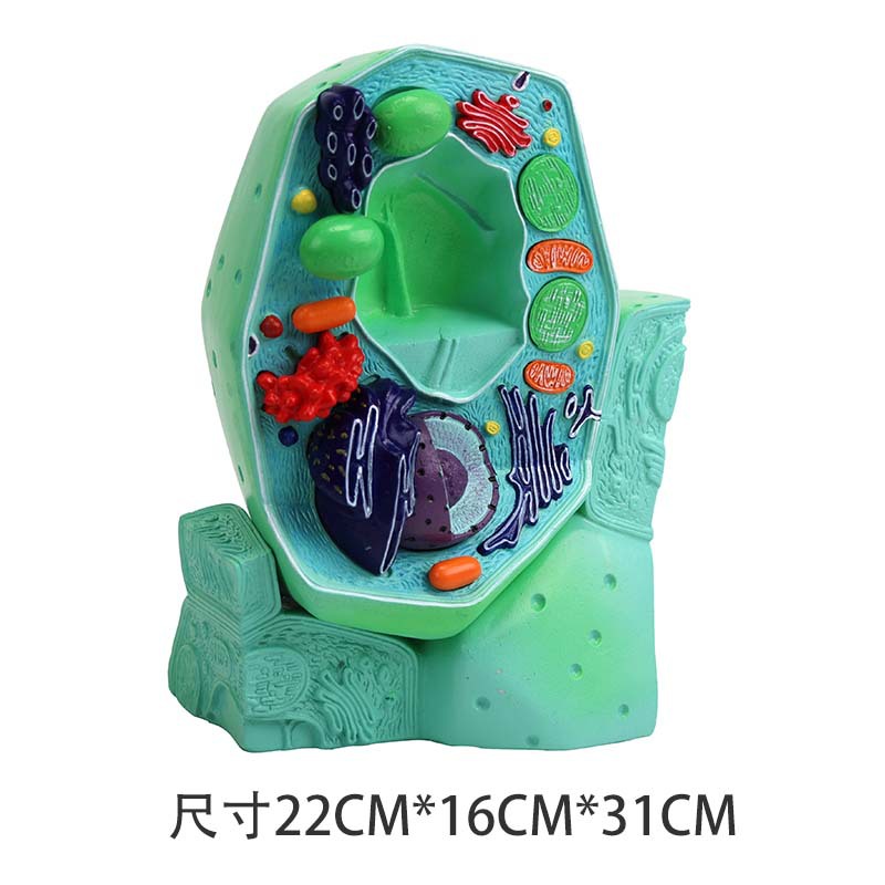 QH3216-6 plant cell model