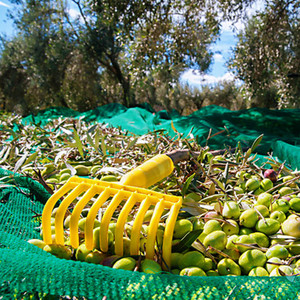 Netleştirme zeytin hasadı ağları tarım yeşil yıkama net hasat net koleksiyonu meyve destek zeytin ambalaj netleştirme - Product Image 6