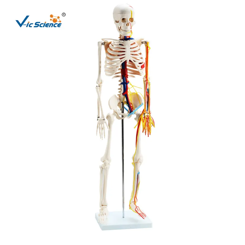 Scheletro anatomico modello di scheletro in miniatura da 85cm con nervi, vene e arterie modello di scheletro umano modello di anatomia