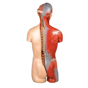 GD/A10003 <strong>Human</strong> Body, Dual Sex Torso with Head and Open <strong>Back</strong> Exchange Muscle Medical Science Anatomical Model: 32 Parts - Product Image 2
