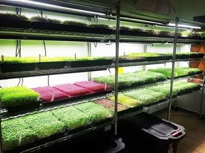 菊花链t5 lowes荧光生长灯挂在灯罩爬行动物灯架完成生长灯反射器帐篷 - Product Image 6