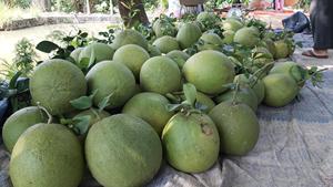 En çok satan yeni ürün taze yeşil <span class=keywords><strong>Pomelo</strong></span> greyfurt Vietnam sağlıklı besleyici taze tatlı turunçgiller