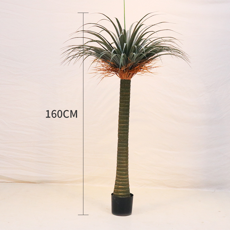 Dragon Blood Tree (160CM, livré avec base noire)