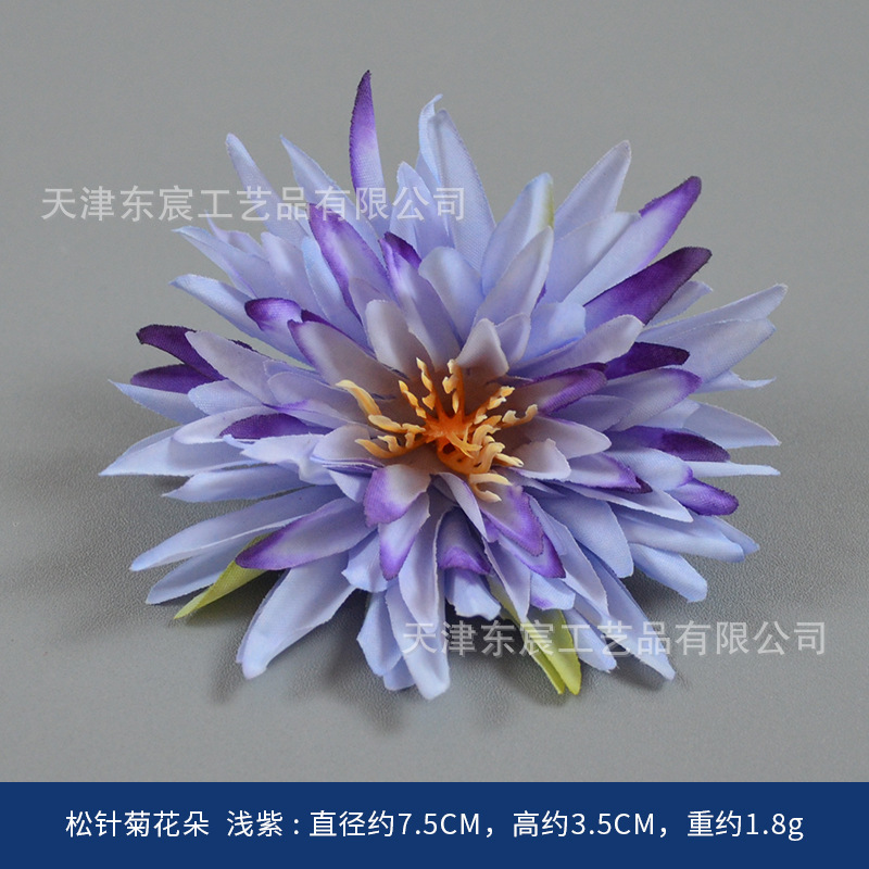 Fleurs de chrysanthème aiguille de pin, violet clair