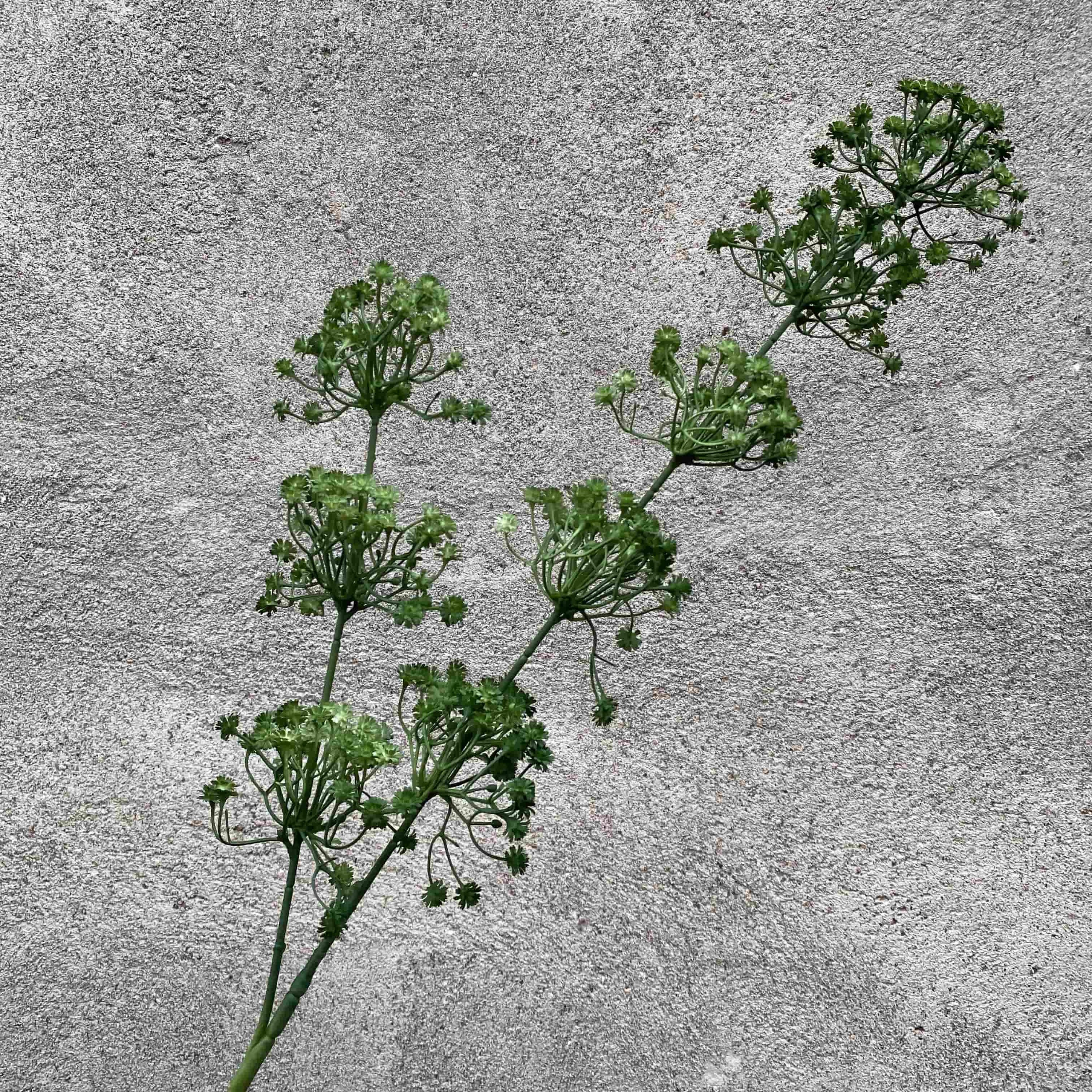 Green leaf-T14