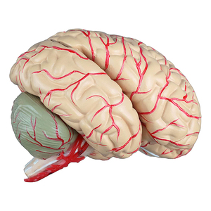 Lebensgroßes 3D-Modell für medizinische Anatomie Modell des menschlichen Gehirns 9-teilig für die Unterrichts anzeige - Product Image 5