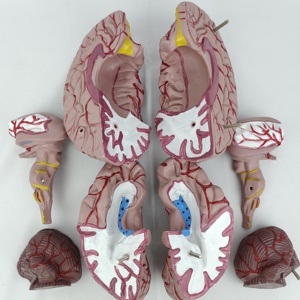 Y Tế Khoa Học Giải Phẫu Não Con Người Mô Hình Với Động Mạch 9 Bộ Phận Giáo Dục PVC Mô Hình Não Cho Giảng Dạy - Product Image 2