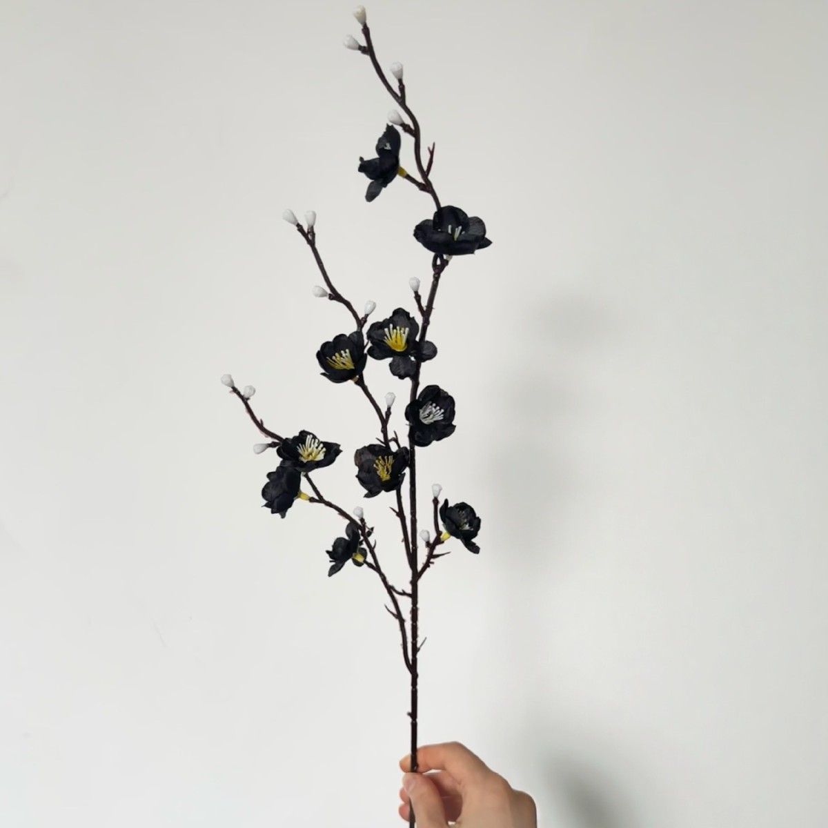 Mini wintersweet black