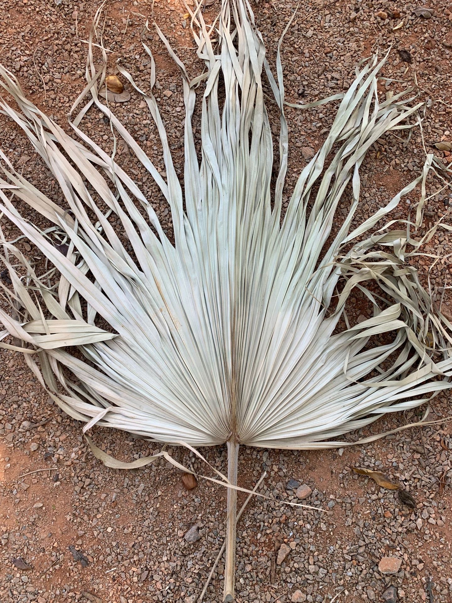 2 palm leaves