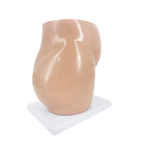 نموذج توجيه كامل للجنين للتعليم الطبي من ADA ونموذج توجيه الجنين المصغر للتدريس والتعلم - Product Image 3