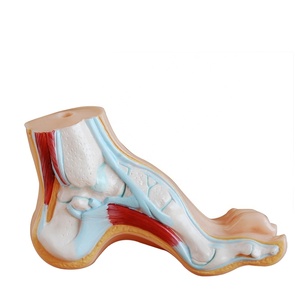 Bilim anatomisi modelleri normal düz ve kemerli ayak anatomisi modeli İnsan vücudu anatomisi 3d model beyin biyoloji için - Product Image 1