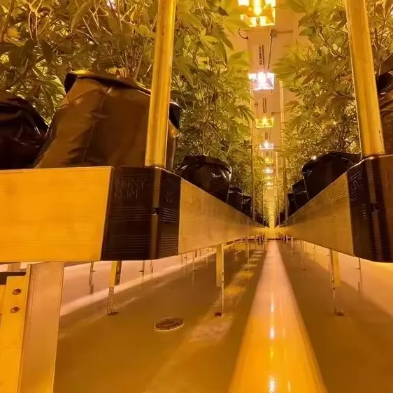 Skyplant 40ft pengiriman tanaman medis rami tumbuh ruang gelap wadah pertanian