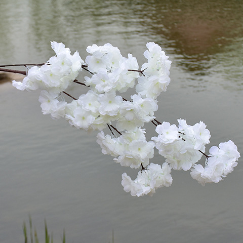 Blanco C