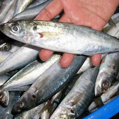 저렴한 가격 최고 등급 라운드 scad 물고기 베트남 저렴한 가격-Whatsapp 0084 989 322 607