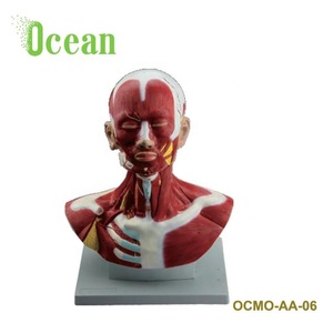 Kasları insan bacak kol baş ve boyun kaslı tıp okulu için - Product Image 3