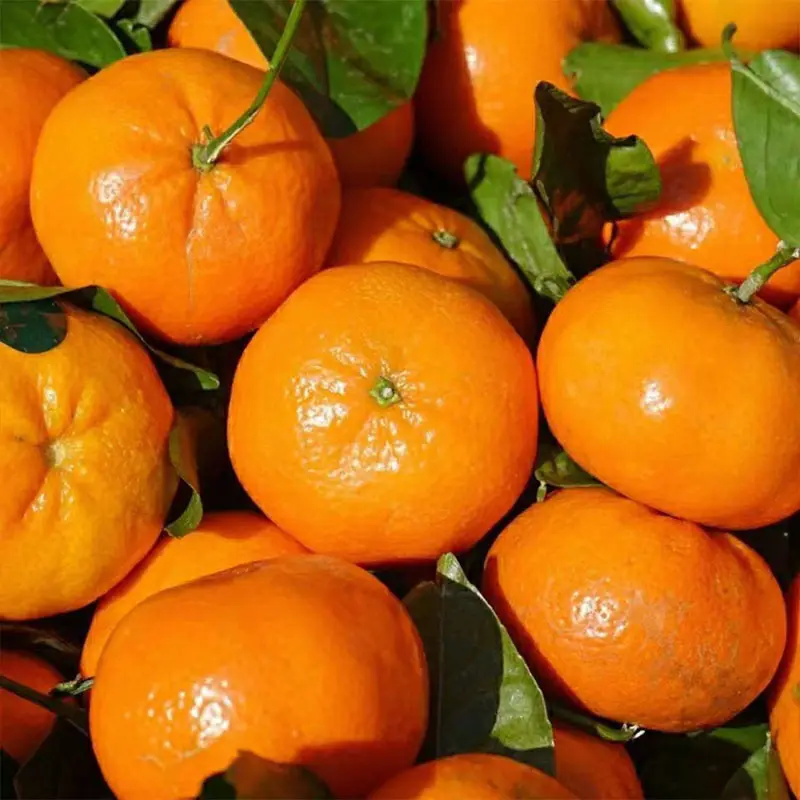 Naranja mandarín fresca, de China