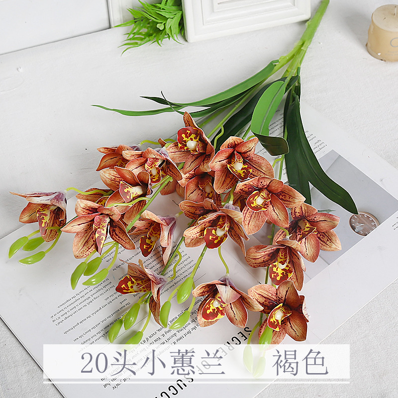 Marron 20 petit cymbidium