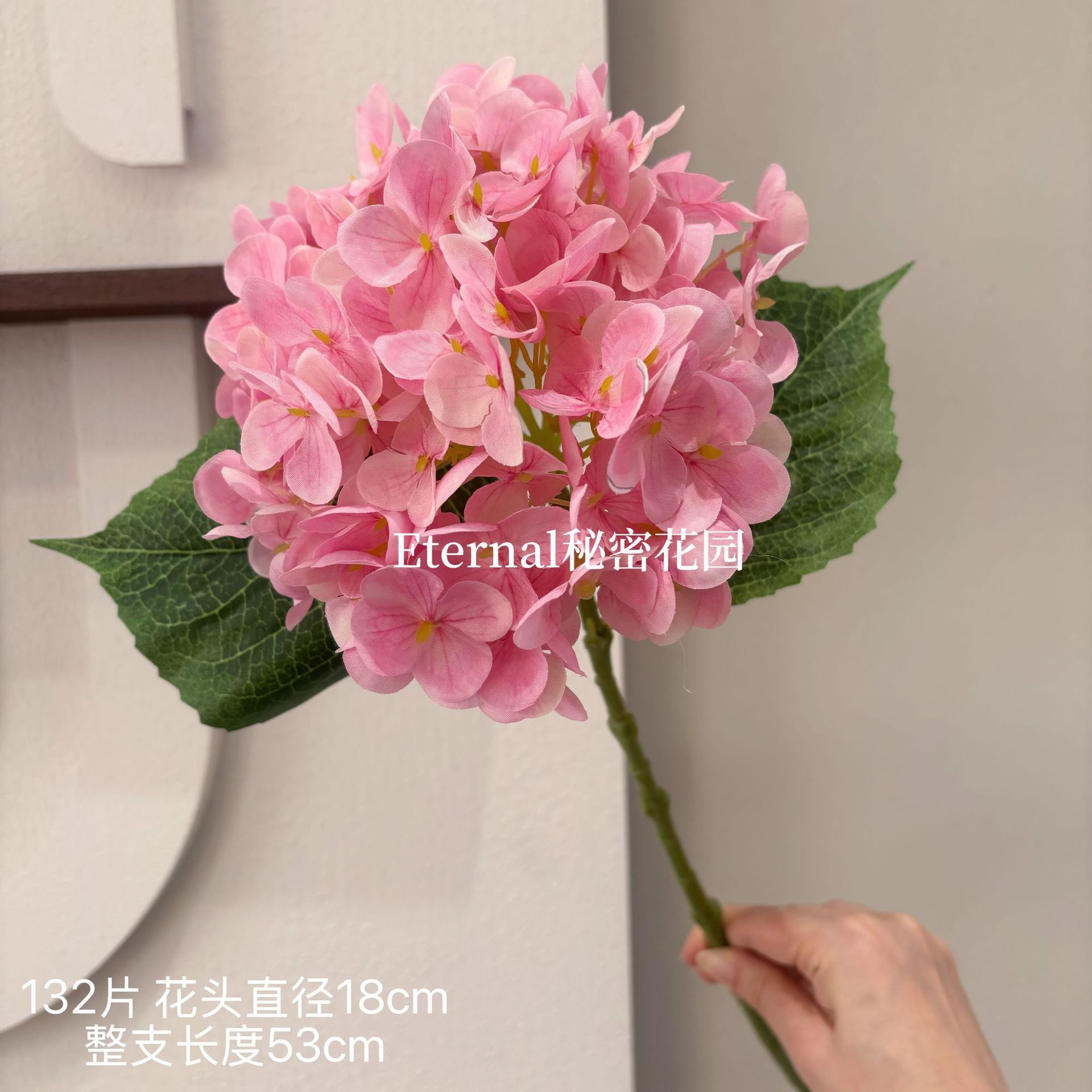 Hortensia d'été sans fin