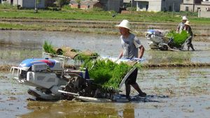 เครื่องปลูกเมล็ดข้าวแบบขับรถ8แถวเครื่องเพาะเมล็ดข้าว - Product Image 4