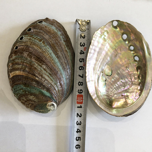 CELION Abalone kabuk temiz deniz kabukları çin'den doğal ev dekorasyon çevre dostu karton dini avrupa deniz kabuğu 20 adet - Product Image 5